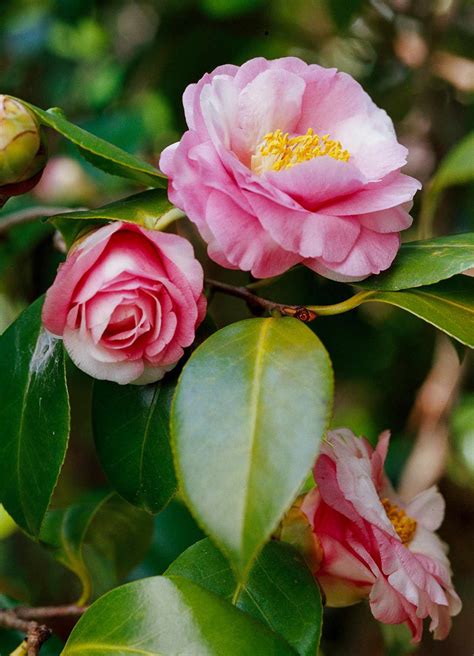 Harvest spell bloom camellia